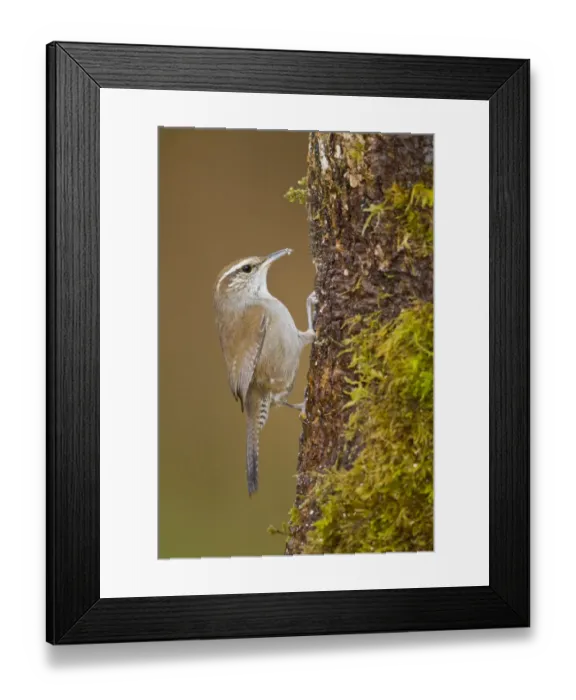 Framed Print : Bewicks Wren (Thryomanes bewickii), British Columbia, Canada Framed Print : Bewicks Wren (Thryomanes bewickii), British Columbia, Canada