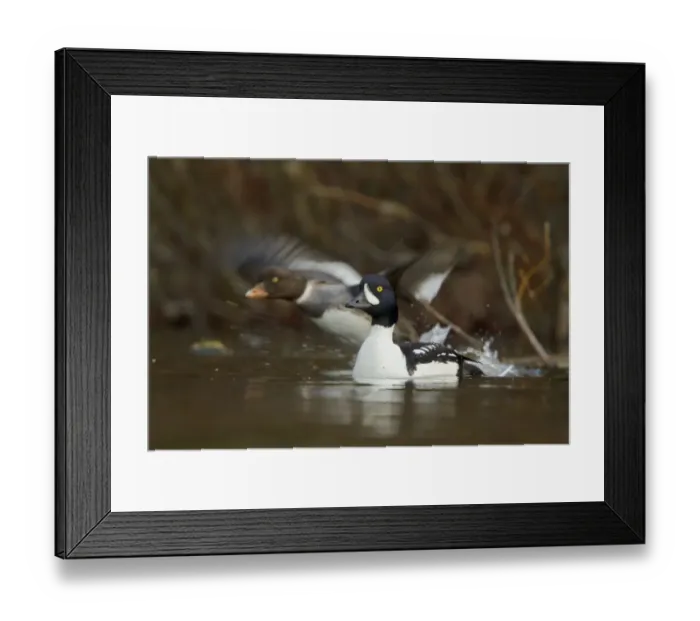 Framed Print : Barrows Goldeneye (Bucephala islandica), British Columbia, Canada Framed Print : Barrows Goldeneye (Bucephala islandica), British Columbia, Canada