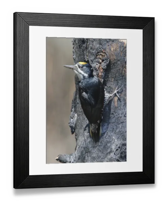 Framed Print : Black-backed Woodpecker (Picoides arcticus) male, Manitoba, Canada Framed Print : Black-backed Woodpecker (Picoides arcticus) male, Manitoba, Canada
