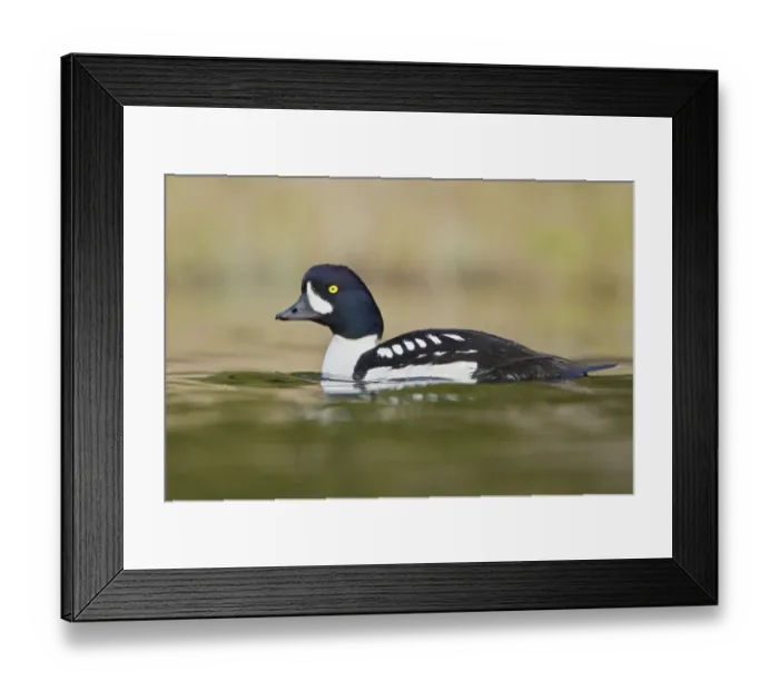 Framed Print : Barrows Goldeneye (Bucephala islandica) male, British Columbia, Canada Framed Print : Barrows Goldeneye (Bucephala islandica) male, British Columbia, Canada