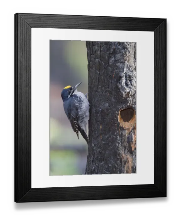 Framed Print : Black-backed Woodpecker (Picoides arcticus) male, Manitoba, Canada Framed Print : Black-backed Woodpecker (Picoides arcticus) male, Manitoba, Canada