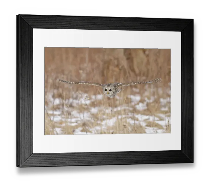 Framed Print : Barred Owl (Strix varia) flying, Ontario, Canada Framed Print : Barred Owl (Strix varia) flying, Ontario, Canada
