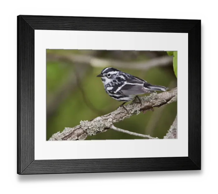 Framed Print : Black-and-white Warbler (Mniotilta varia), Ontario, Canada Framed Print : Black-and-white Warbler (Mniotilta varia), Ontario, Canada