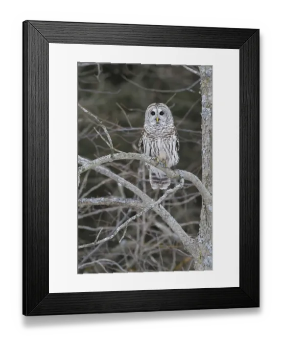 Framed Print : Barred Owl (Strix varia), Ontario, Canada Framed Print : Barred Owl (Strix varia), Ontario, Canada