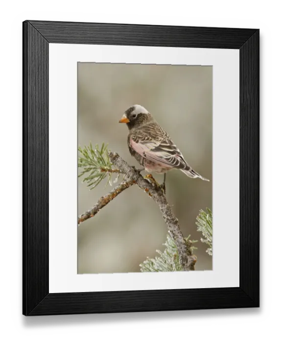 Framed Print : Black Rosy Finch (Leucosticte atrata), New Mexico, USA Framed Print : Black Rosy Finch (Leucosticte atrata), New Mexico, USA