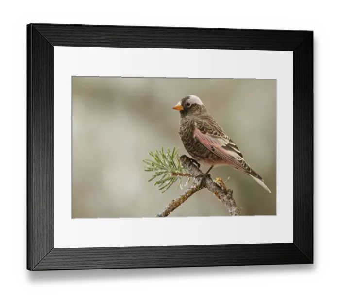 Framed Print : Black Rosy Finch (Leucosticte atrata), New Mexico, USA Framed Print : Black Rosy Finch (Leucosticte atrata), New Mexico, USA
