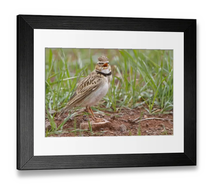 Framed Print : Bimaculated Lark (Melanocorypha bimaculata), Nigde, Turkey Framed Print : Bimaculated Lark (Melanocorypha bimaculata), Nigde, Turkey
