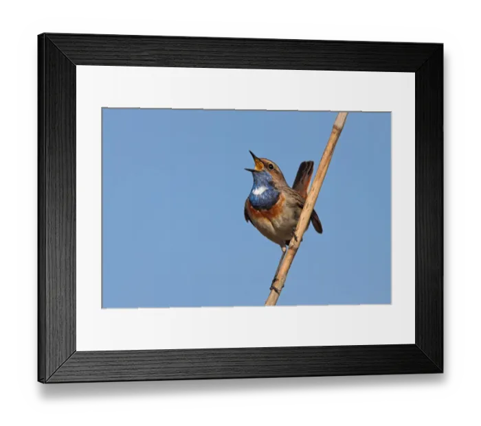 Framed Print : Bluethroat (Luscinia svecica cyanecula) singing, Rhineland-Palatinate, Germany Framed Print : Bluethroat (Luscinia svecica cyanecula) singing, Rhineland-Palatinate, Germany