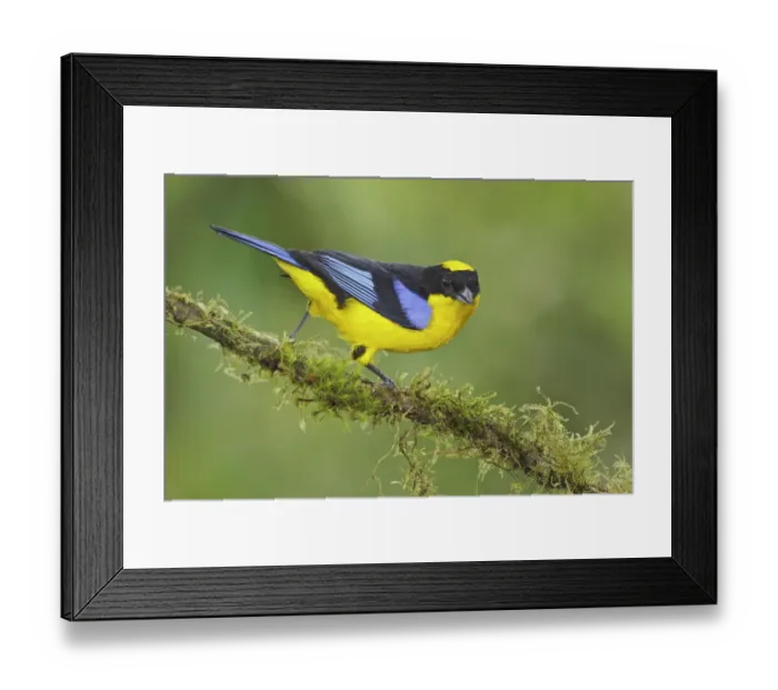 Framed Print : Blue-winged Mountain Tanager (Anisognathus somptuosus), Ecuador Framed Print : Blue-winged Mountain Tanager (Anisognathus somptuosus), Ecuador