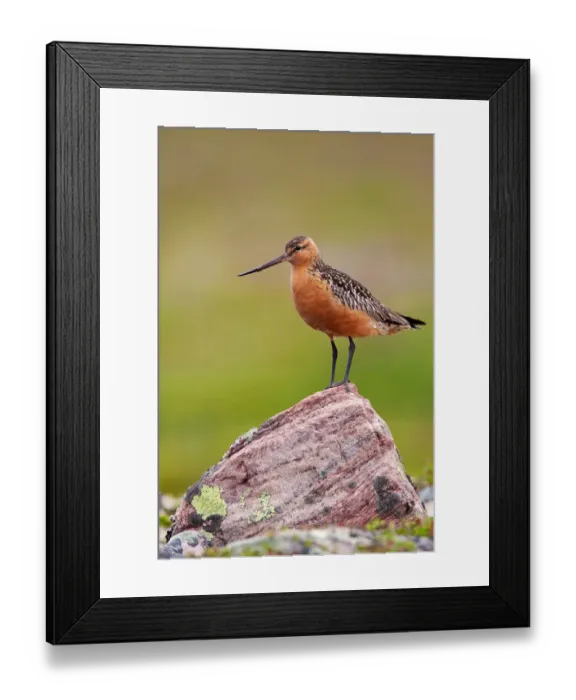 Framed Print : Bar-tailed Godwit (Limosa lapponica) male, Finnmark, Norway Framed Print : Bar-tailed Godwit (Limosa lapponica) male, Finnmark, Norway