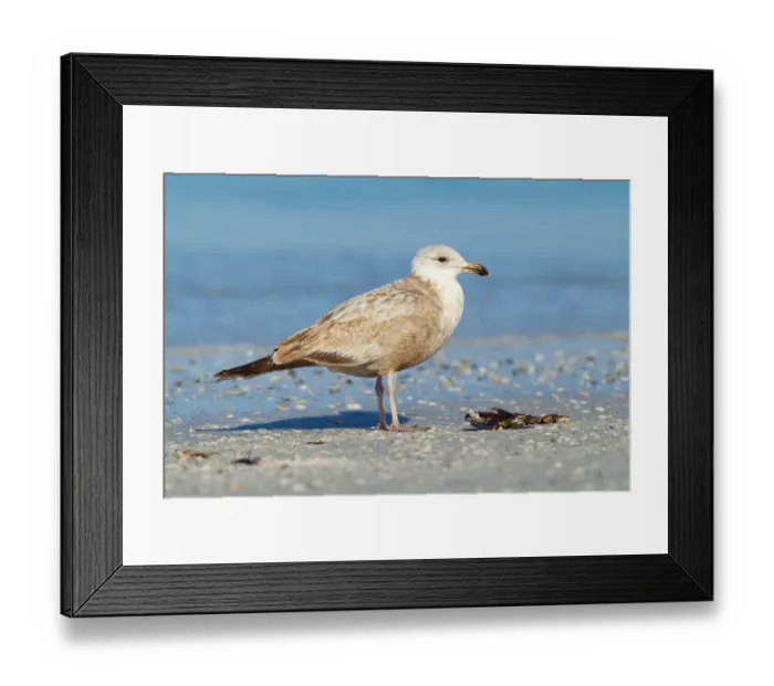 Framed Print : American Herring Gull (Larus smithsonianus), Florida, USA Framed Print : American Herring Gull (Larus smithsonianus), Florida, USA