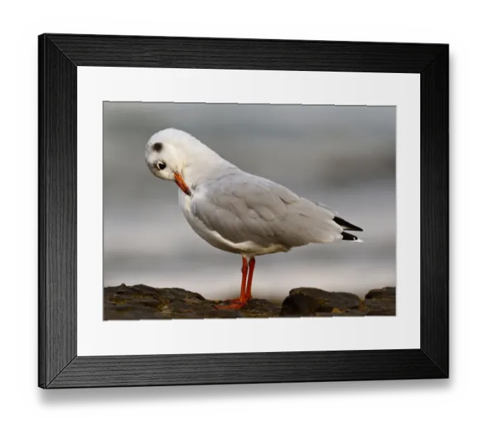 Framed Print : Black-headed Gull (Chroicocephalus ridibundus), Asturias, Spain Framed Print : Black-headed Gull (Chroicocephalus ridibundus), Asturias, Spain