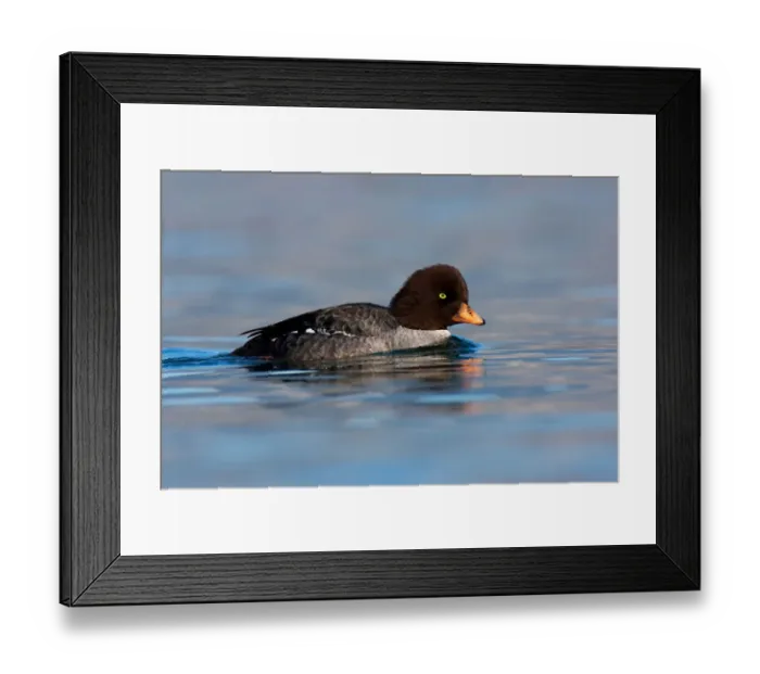 Framed Print : Barrows Goldeneye (Bucephala islandica) female, British Columbia, Canada Framed Print : Barrows Goldeneye (Bucephala islandica) female, British Columbia, Canada