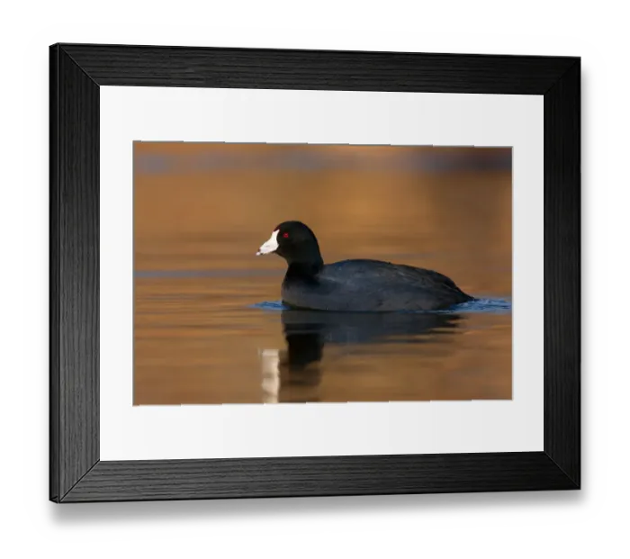 Framed Print : American Coot (Fulica americana), British Columbia, Canada Framed Print : American Coot (Fulica americana), British Columbia, Canada