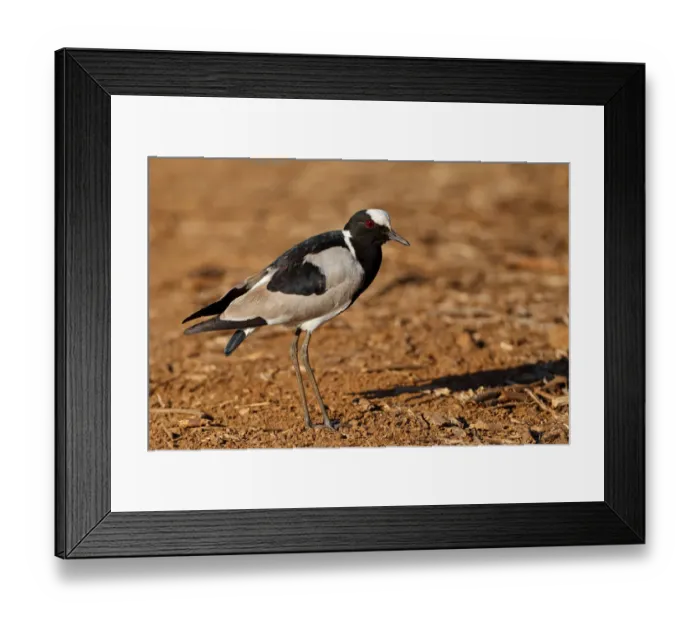 Framed Print : Blacksmith Lapwing (Vanellus armatus), Kruger Park, South Africa Framed Print : Blacksmith Lapwing (Vanellus armatus), Kruger Park, South Africa