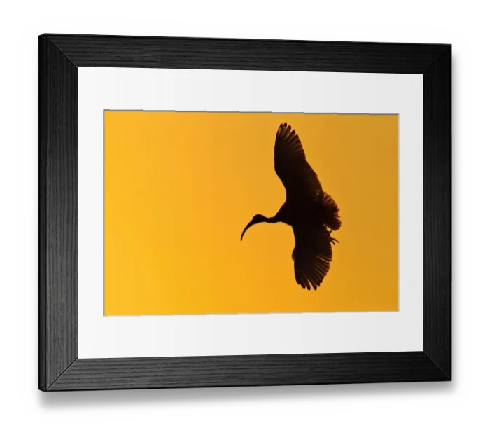 Framed Print : Australian White Ibis (Threskiornis molucca) flying, Victoria, Australia Framed Print : Australian White Ibis (Threskiornis molucca) flying, Victoria, Australia