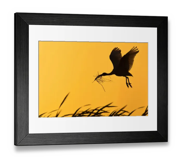 Framed Print : Australian White Ibis (Threskiornis molucca) flying, Victoria, Australia Framed Print : Australian White Ibis (Threskiornis molucca) flying, Victoria, Australia