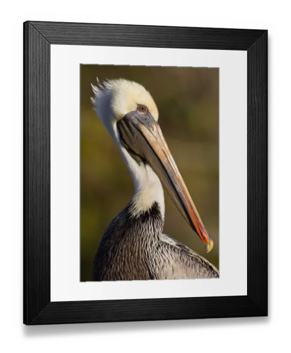 Framed Print : Brown Pelican (Pelecanus occidentalis), Florida, USA Framed Print : Brown Pelican (Pelecanus occidentalis), Florida, USA