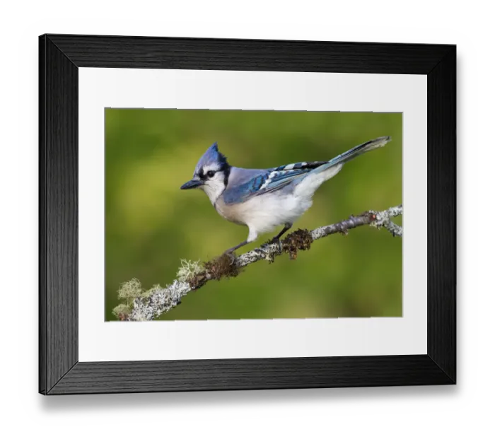 Framed Print : Blue Jay (Cyanocitta cristata), Maryland, USA Framed Print : Blue Jay (Cyanocitta cristata), Maryland, USA