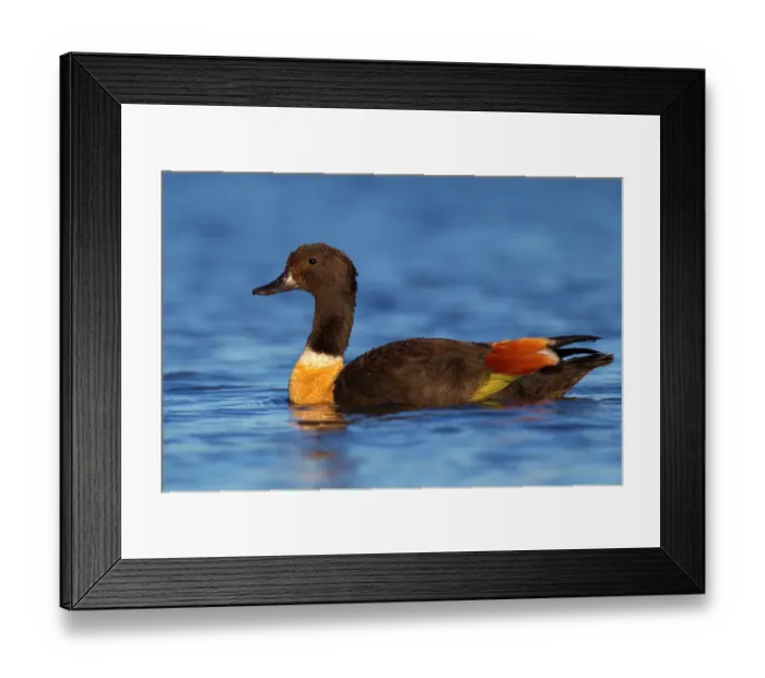Framed Print : Australian Shelduck (Tadorna tadornoides), Western Australia, Australia Framed Print : Australian Shelduck (Tadorna tadornoides), Western Australia, Australia