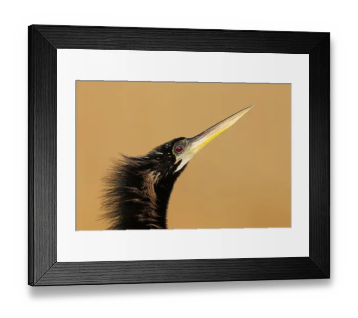 Framed Print : Anhinga (Anhinga anhinga), Florida, USA Framed Print : Anhinga (Anhinga anhinga), Florida, USA