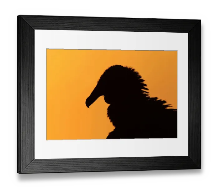 Framed Print : Black Vulture (Coragyps atratus), Florida, USA Framed Print : Black Vulture (Coragyps atratus), Florida, USA