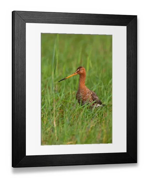 Framed Print : Black-tailed Godwit (Limosa limosa), Lake Neusiedl, Austria Framed Print : Black-tailed Godwit (Limosa limosa), Lake Neusiedl, Austria