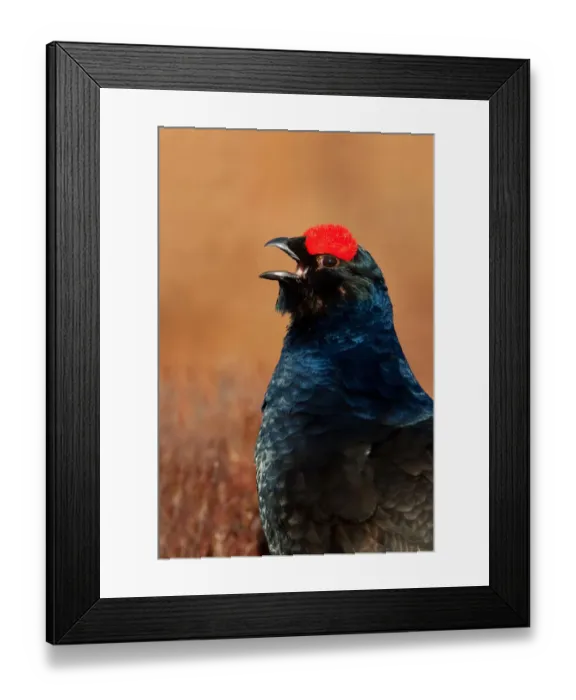 Framed Print : Black Grouse (Lyrurus tetrix) male, Sweden Framed Print : Black Grouse (Lyrurus tetrix) male, Sweden