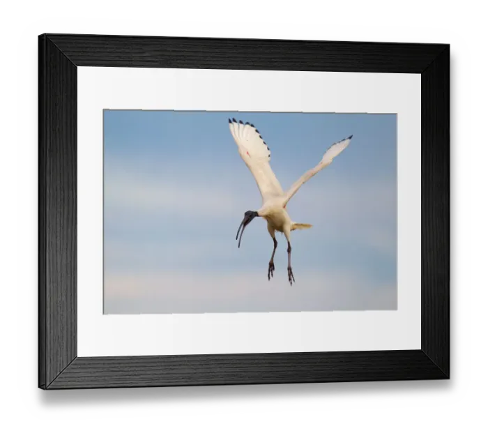 Framed Print : Australian White Ibis (Threskiornis molucca) flying, Victoria, Australia Framed Print : Australian White Ibis (Threskiornis molucca) flying, Victoria, Australia