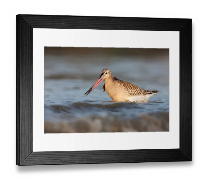 Framed Print : Bar-tailed Godwit (Limosa lapponica), Schleswig-Holstein, Germany Framed Print : Bar-tailed Godwit (Limosa lapponica), Schleswig-Holstein, Germany