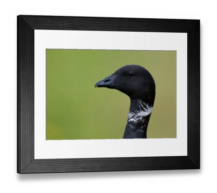Framed Print : Brant Goose (Branta bernicla), Texel, The Netherlands Framed Print : Brant Goose (Branta bernicla), Texel, The Netherlands