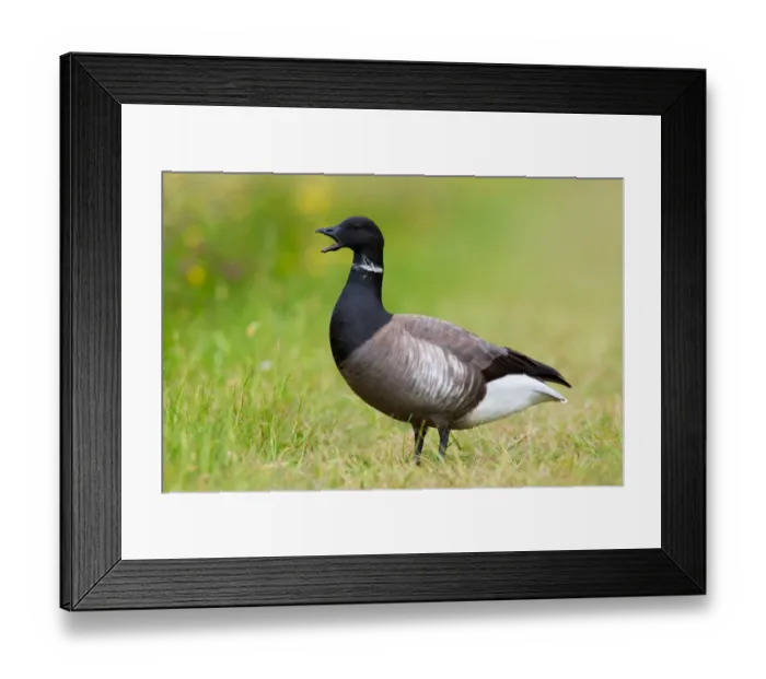 Framed Print : Brant Goose (Branta bernicla), Texel, The Netherlands Framed Print : Brant Goose (Branta bernicla), Texel, The Netherlands