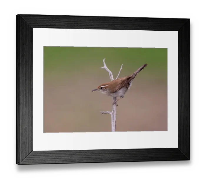 Framed Print : Bewicks Wren (Thryomanes bewickii), Texas, USA Framed Print : Bewicks Wren (Thryomanes bewickii), Texas, USA