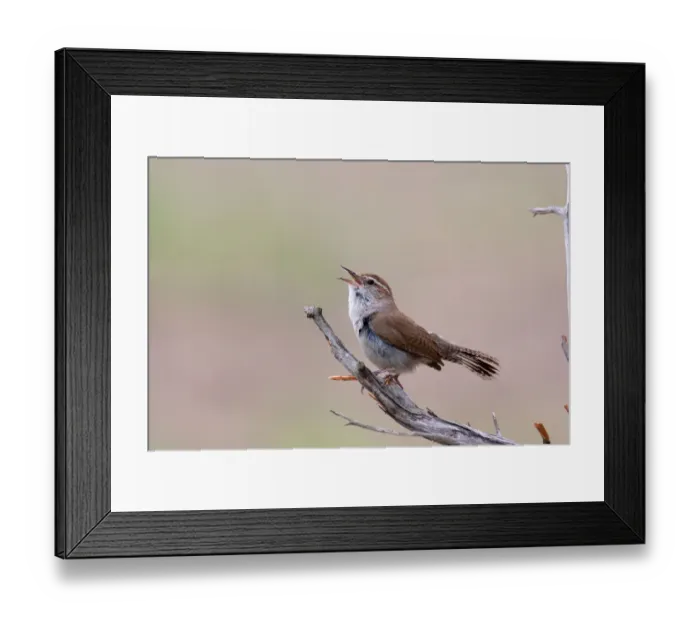Framed Print : Bewicks Wren (Thryomanes bewickii) singing, Texas, USA Framed Print : Bewicks Wren (Thryomanes bewickii) singing, Texas, USA
