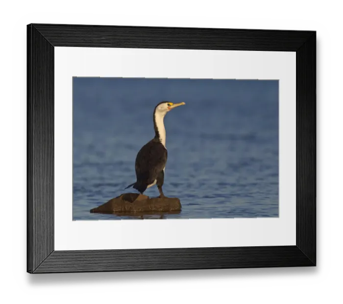 Framed Print : Australian Pied Cormorant (Phalacrocorax varius), Victoria, Australia Framed Print : Australian Pied Cormorant (Phalacrocorax varius), Victoria, Australia