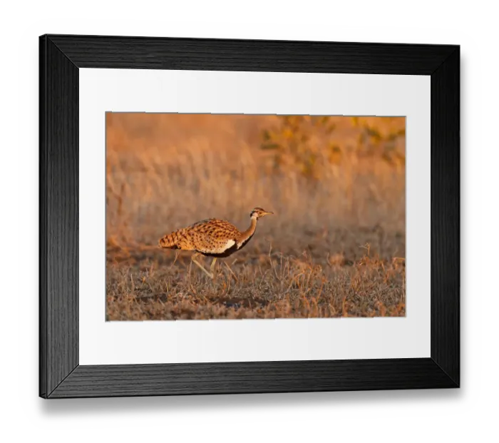 Framed Print : Black-bellied Bustard (Lissotis melanogaster), Kruger Park, South Africa Framed Print : Black-bellied Bustard (Lissotis melanogaster), Kruger Park, South Africa