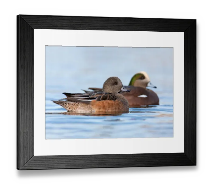 Framed Print : American Wigeon (Mareca americana), British Columbia, Canada Framed Print : American Wigeon (Mareca americana), British Columbia, Canada