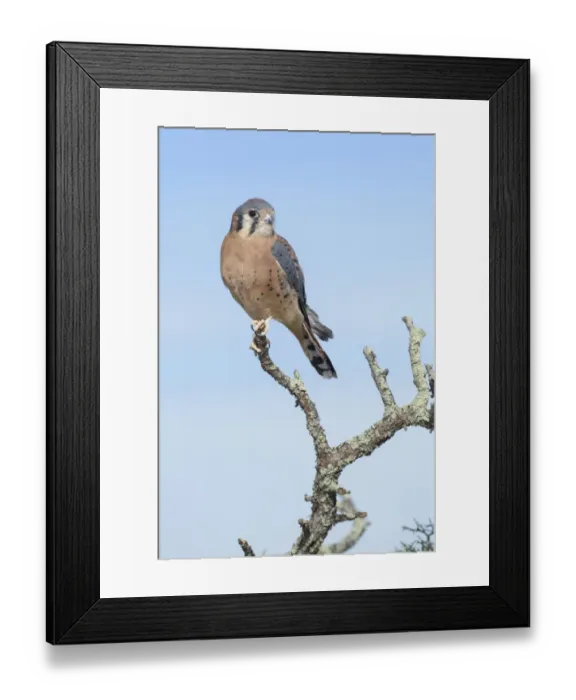 Framed Print : American Kestrel (Falco sparverius), Texas, USA Framed Print : American Kestrel (Falco sparverius), Texas, USA