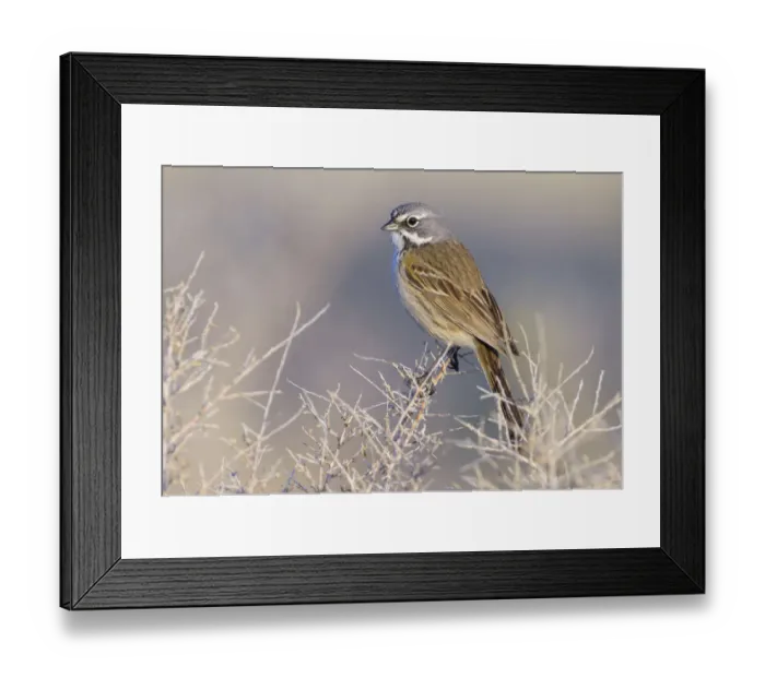 Framed Print : Bells Sparrow (Artemisiospiza belli canescens), California, USA Framed Print : Bells Sparrow (Artemisiospiza belli canescens), California, USA