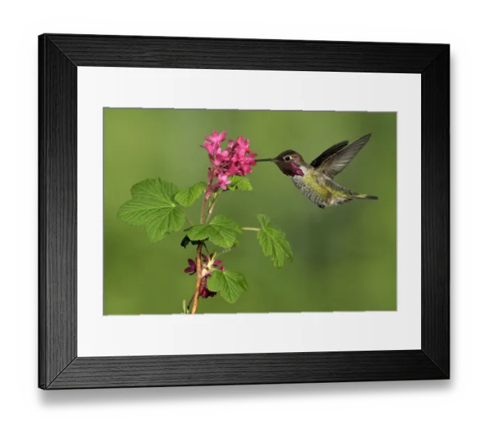 Framed Print : Annas Hummingbird (Calypte anna) male, British Columbia, Canada Framed Print : Annas Hummingbird (Calypte anna) male, British Columbia, Canada