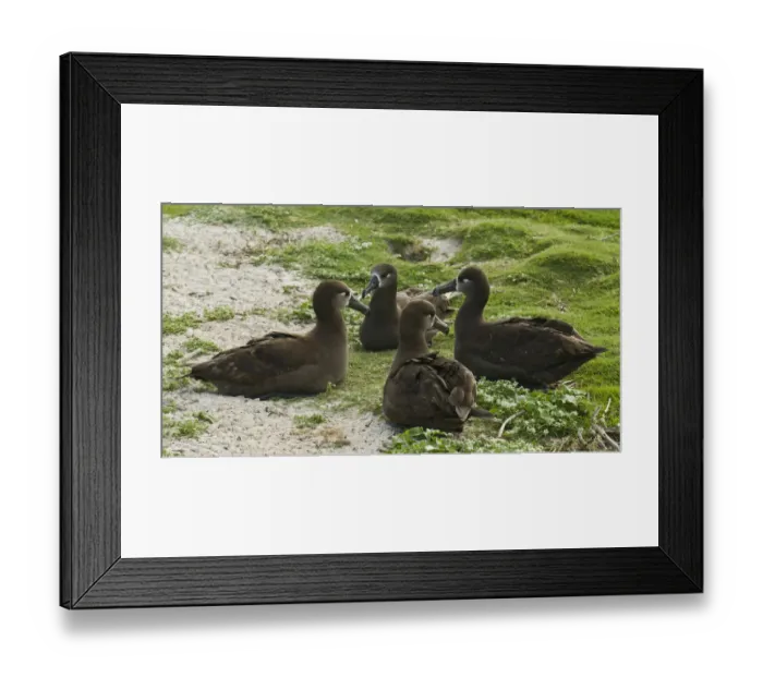Framed Print : Black-footed Albatross (Phoebastria nigripes), Hawaii, USA Framed Print : Black-footed Albatross (Phoebastria nigripes), Hawaii, USA