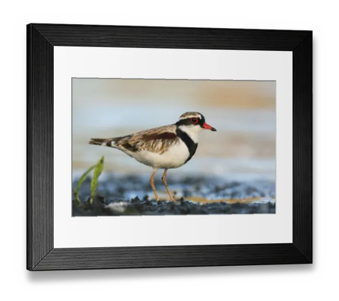 Framed Print : Black-fronted Dotterel (Elseyornis melanops), Victoria, Australia Framed Print : Black-fronted Dotterel (Elseyornis melanops), Victoria, Australia
