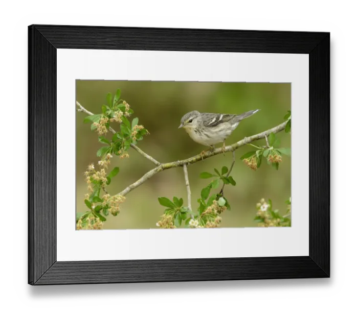 Framed Print : Blackpoll Warbler (Setophaga striata) female, Texas, USA Framed Print : Blackpoll Warbler (Setophaga striata) female, Texas, USA
