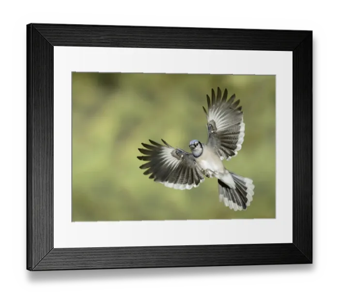 Framed Print : Blue Jay (Cyanocitta cristata) flying, Texas, USA Framed Print : Blue Jay (Cyanocitta cristata) flying, Texas, USA