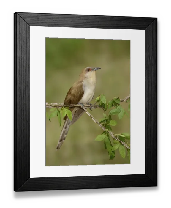 Framed Print : Black-billed Cuckoo (Coccyzus erythropthalmus) male, Texas, USA Framed Print : Black-billed Cuckoo (Coccyzus erythropthalmus) male, Texas, USA