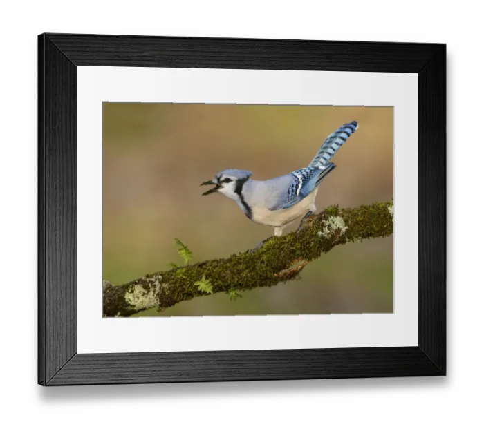 Framed Print : Blue Jay (Cyanocitta cristata) calling, Texas, USA