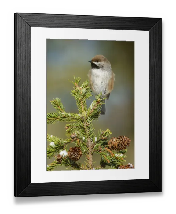 Framed Print : Boreal Chickadee (Poecile hudsonicus), Alaska, USA Framed Print : Boreal Chickadee (Poecile hudsonicus), Alaska, USA