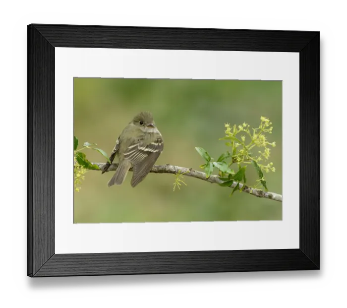 Framed Print : Alder Flycatcher (Empidonax alnorum), Texas, USA Framed Print : Alder Flycatcher (Empidonax alnorum), Texas, USA