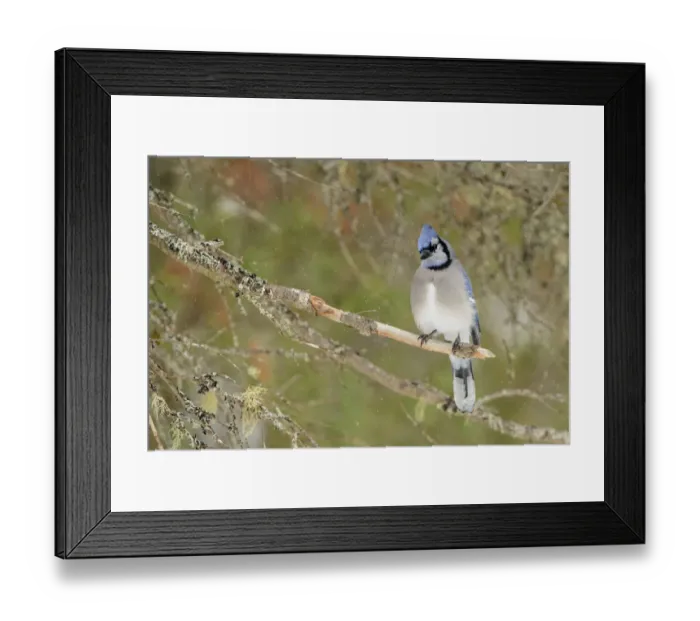 Framed Print : Blue Jay (Cyanocitta cristata), Ontario, Canada Framed Print : Blue Jay (Cyanocitta cristata), Ontario, Canada