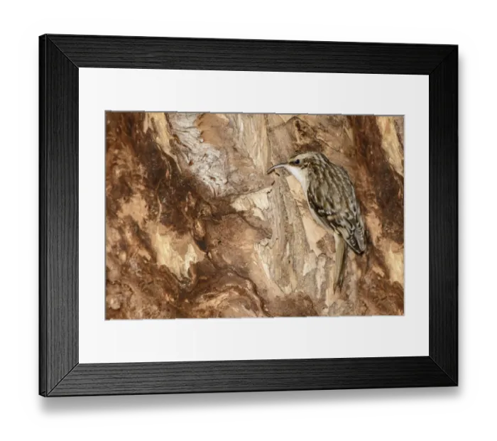 Framed Print : Brown Creeper (Certhia americana), Ontario, Canada Framed Print : Brown Creeper (Certhia americana), Ontario, Canada